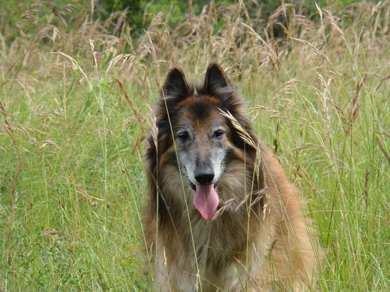 Neel du mas de Canteperdrix