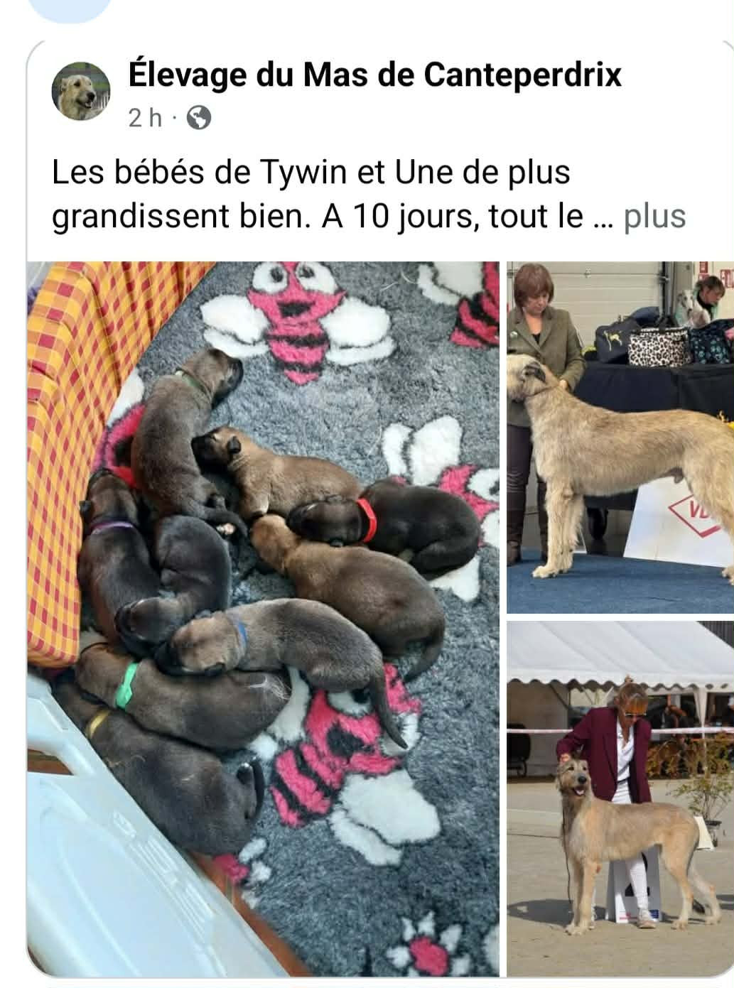 Chiot Levrier Irlandais du mas de Canteperdrix