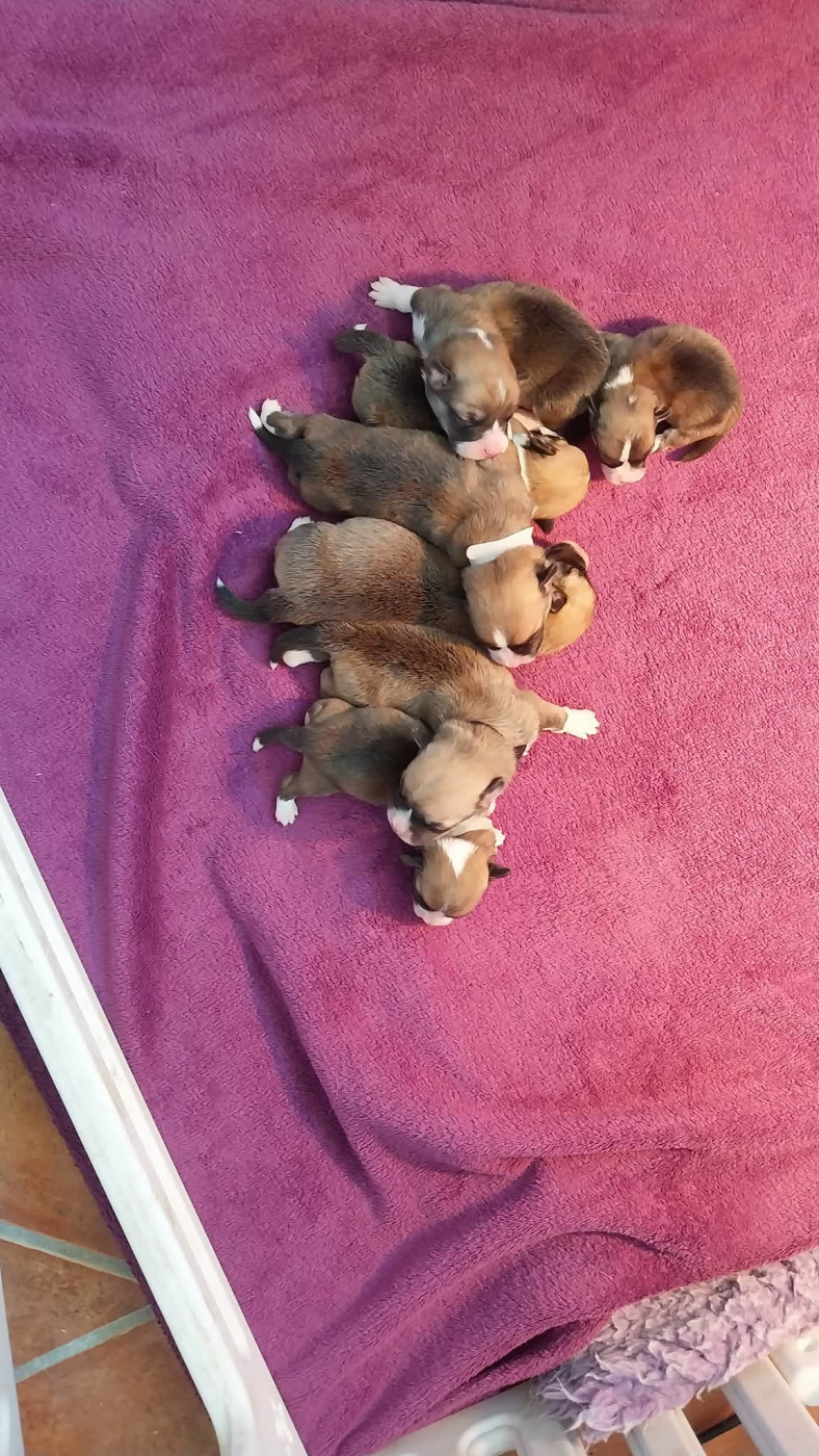 Chiot Welsh Corgi Pembroke du mas de Canteperdrix