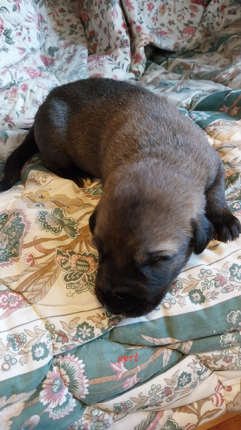 du mas de Canteperdrix - Chiots disponibles - Levrier Irlandais