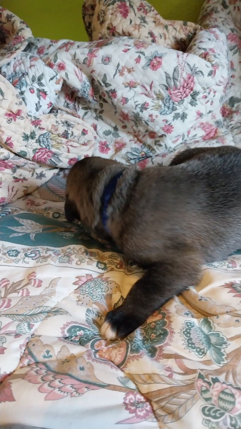 du mas de Canteperdrix - Chiots disponibles - Levrier Irlandais