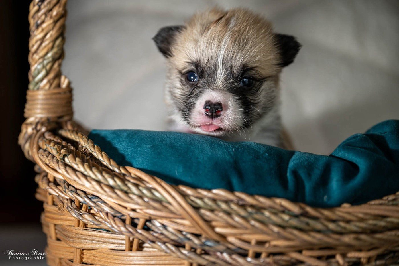 du mas de Canteperdrix - Chiots disponibles - Welsh Corgi Pembroke