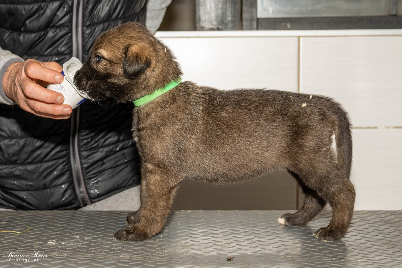 du mas de Canteperdrix - Chiots disponibles - Levrier Irlandais