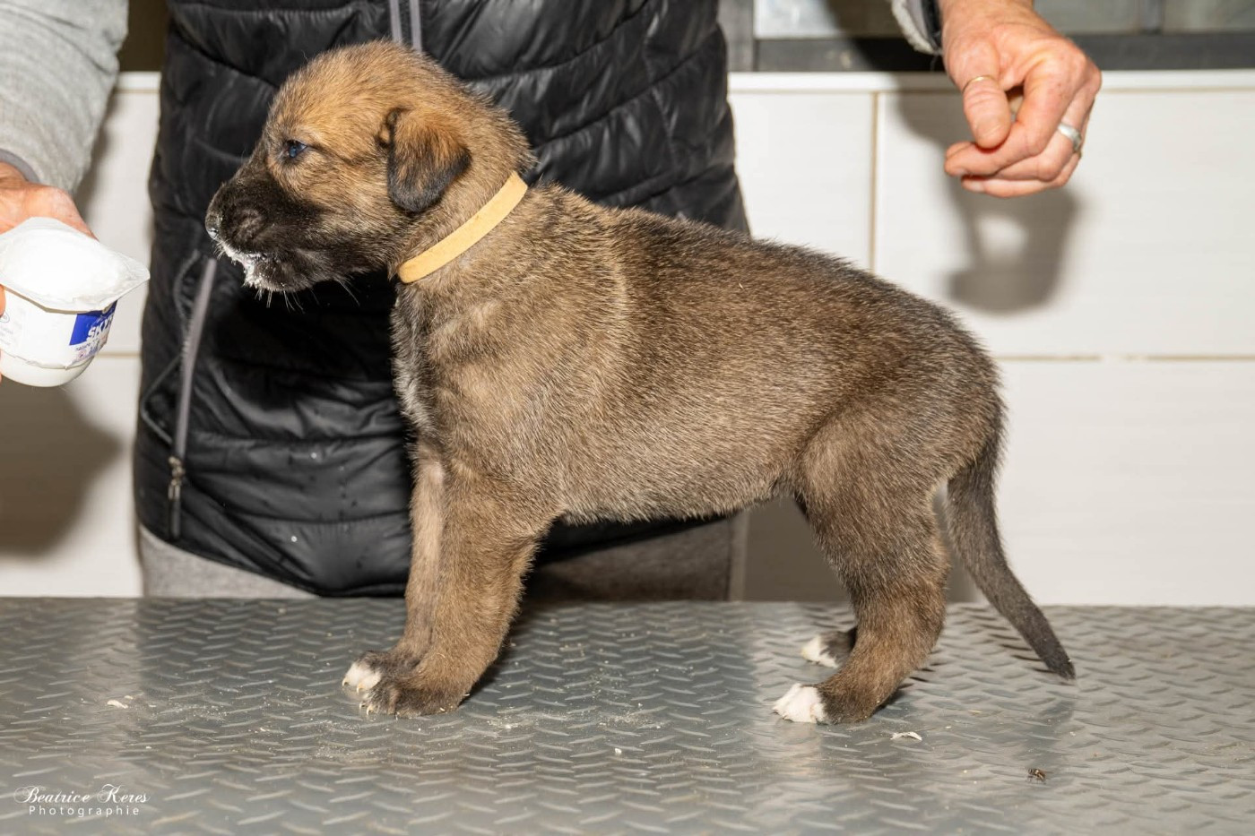 du mas de Canteperdrix - Chiots disponibles - Levrier Irlandais