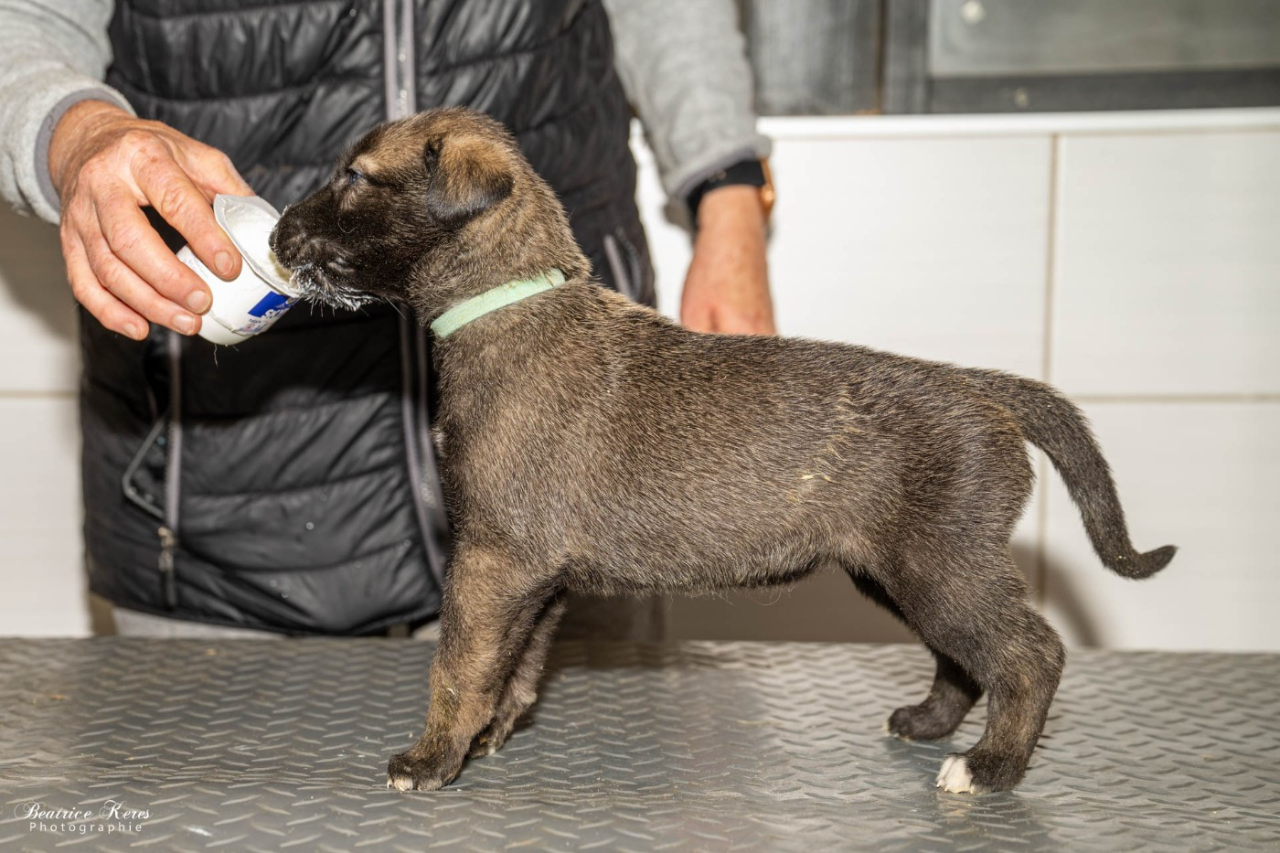 du mas de Canteperdrix - Chiots disponibles - Levrier Irlandais