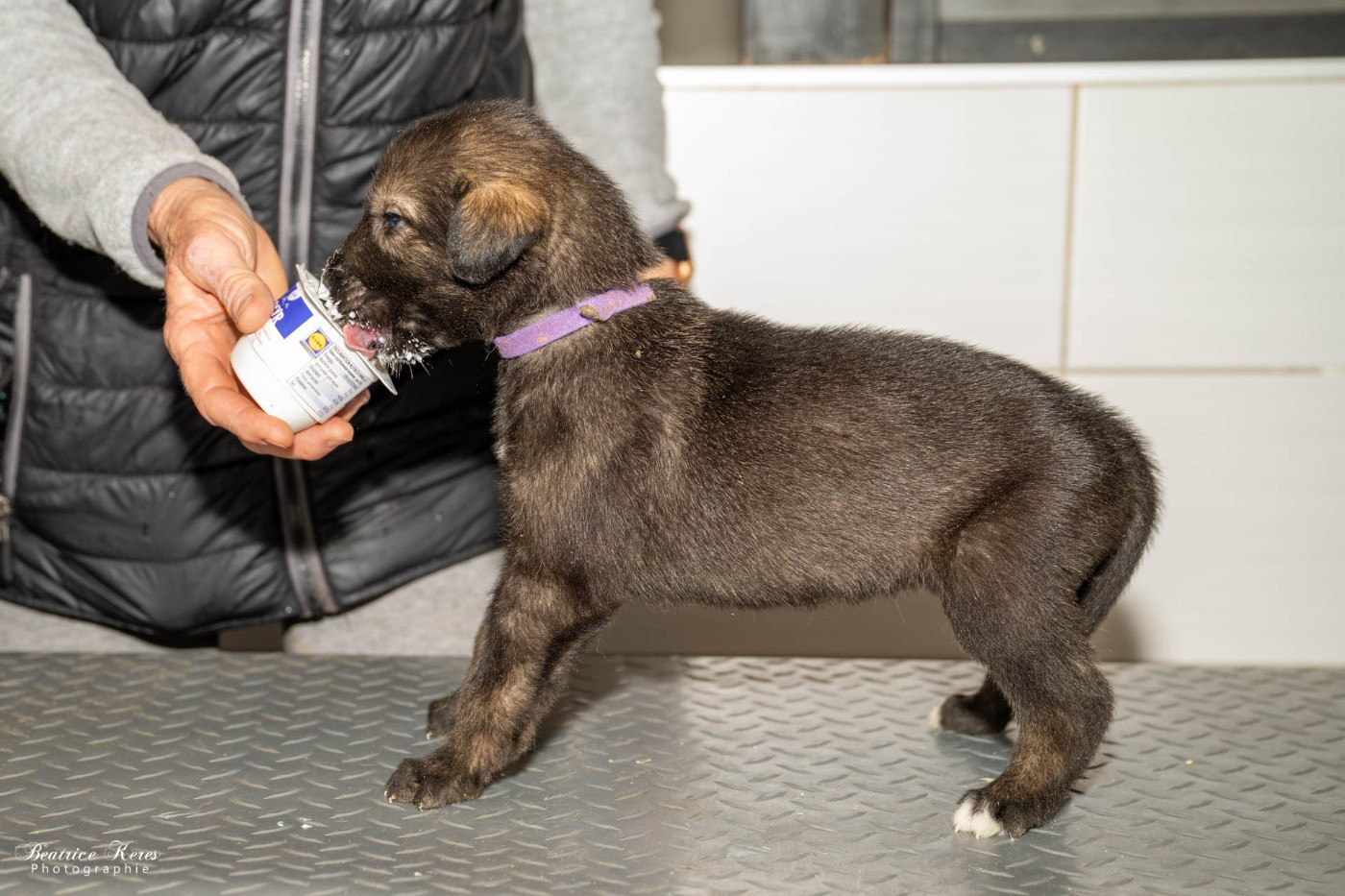 du mas de Canteperdrix - Chiots disponibles - Levrier Irlandais