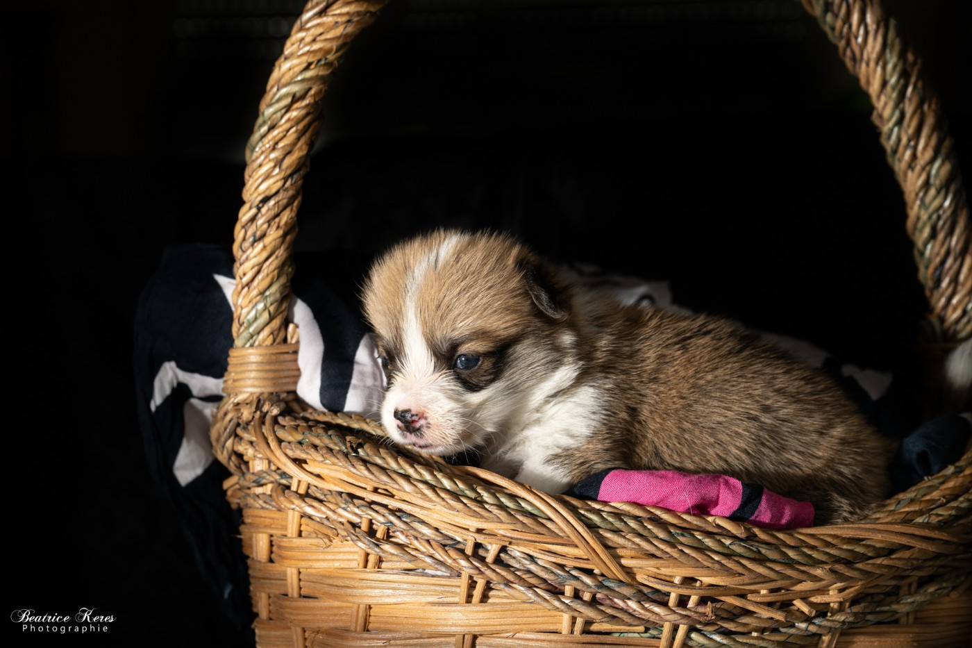 du mas de Canteperdrix - Chiots disponibles - Welsh Corgi Pembroke