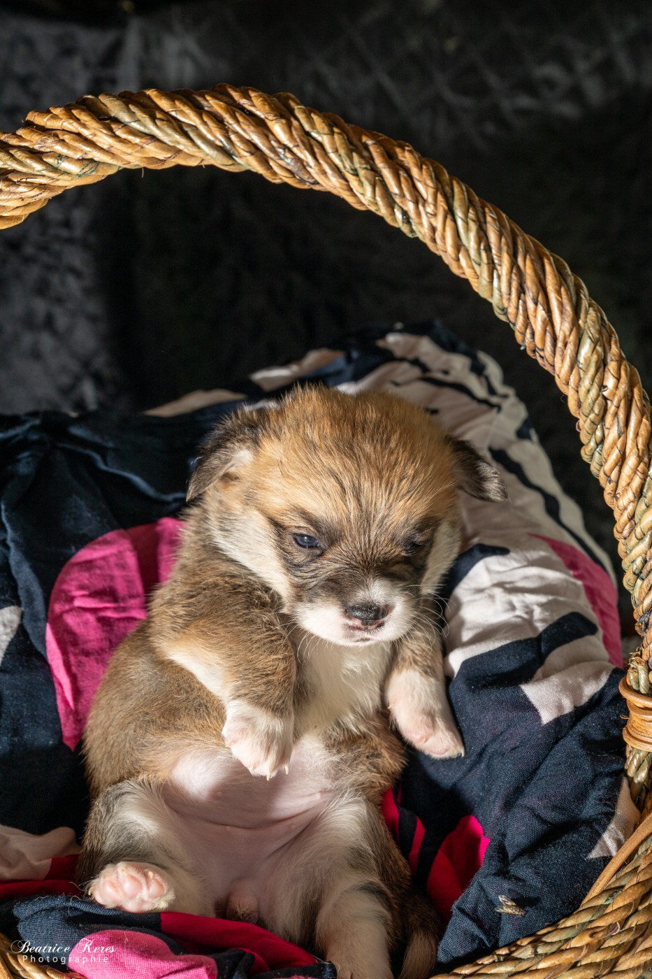 du mas de Canteperdrix - Chiots disponibles - Welsh Corgi Pembroke
