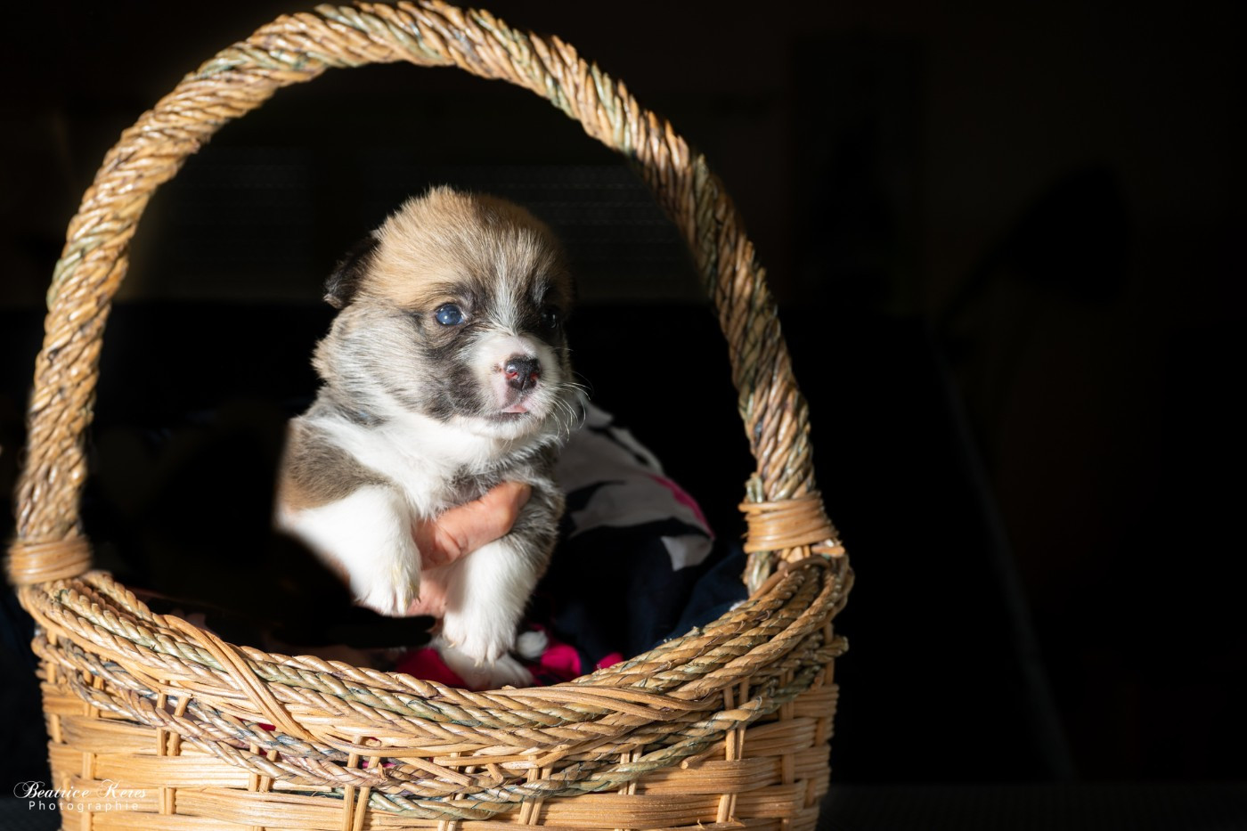 du mas de Canteperdrix - Chiots disponibles - Welsh Corgi Pembroke