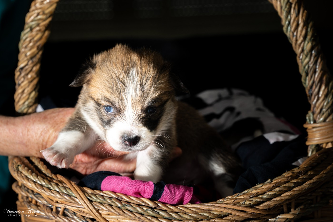 du mas de Canteperdrix - Chiots disponibles - Welsh Corgi Pembroke