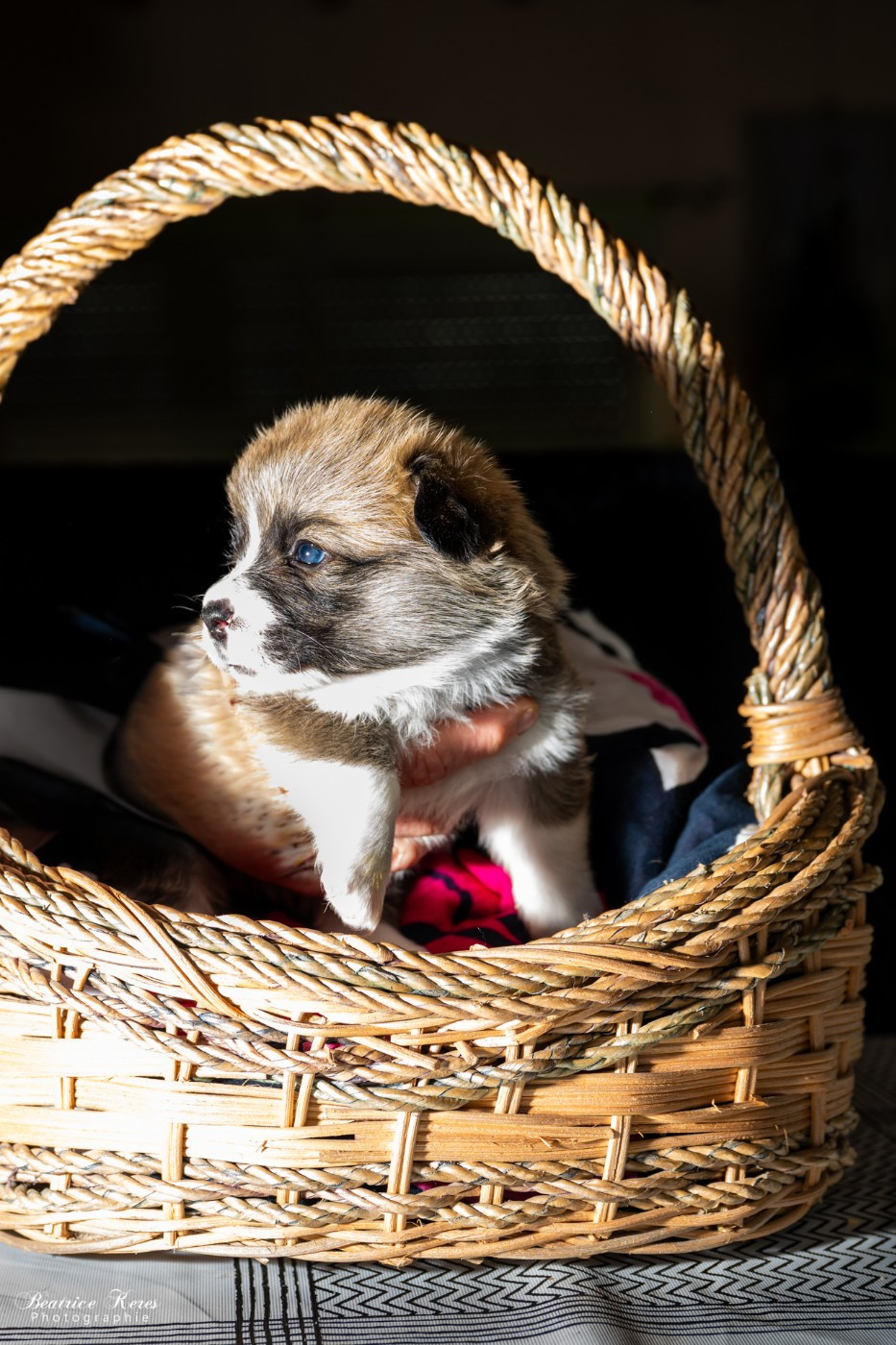 du mas de Canteperdrix - Chiots disponibles - Welsh Corgi Pembroke
