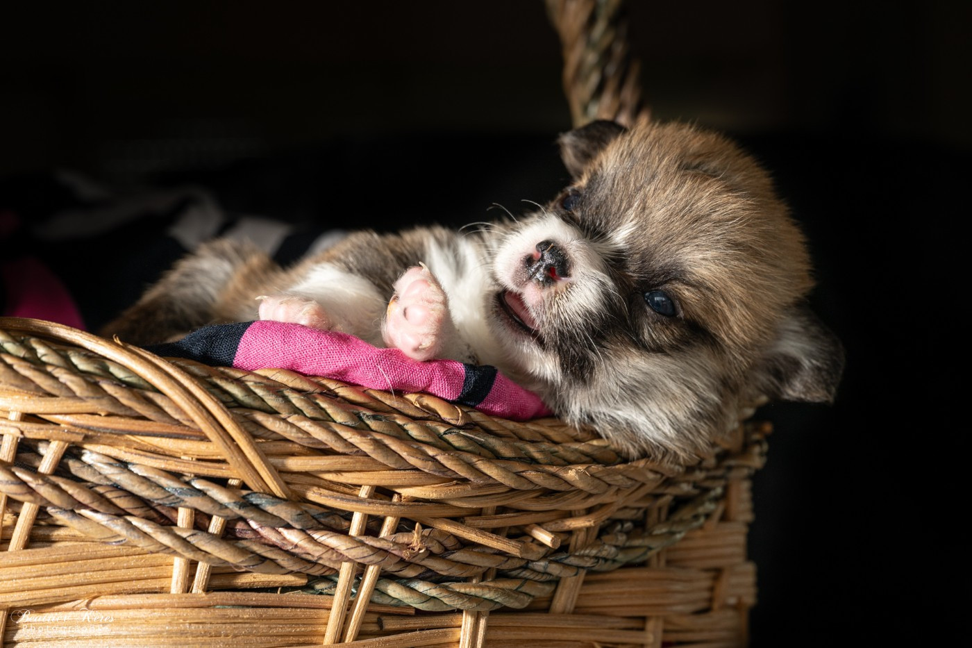 du mas de Canteperdrix - Chiots disponibles - Welsh Corgi Pembroke