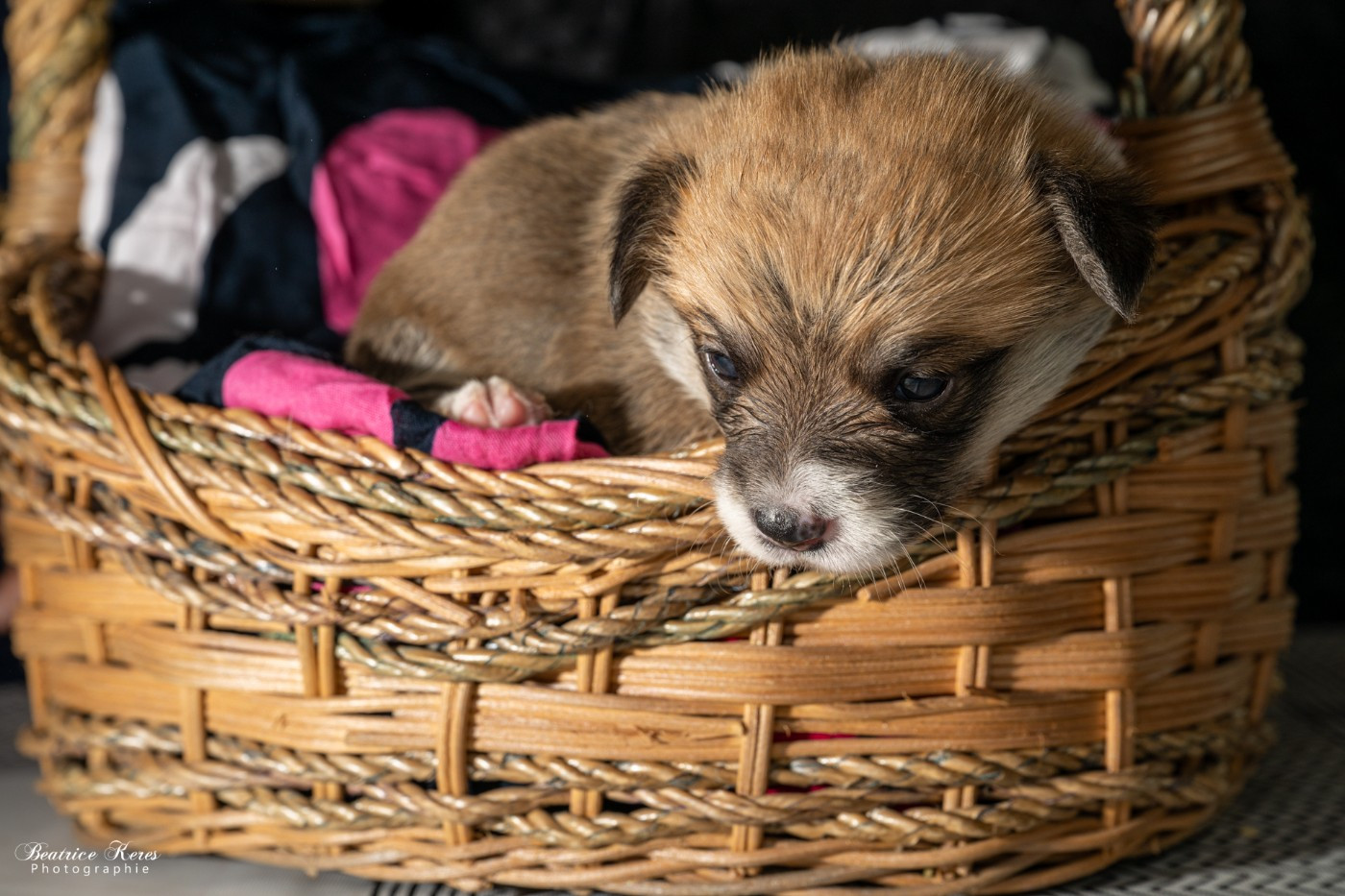 du mas de Canteperdrix - Chiots disponibles - Welsh Corgi Pembroke