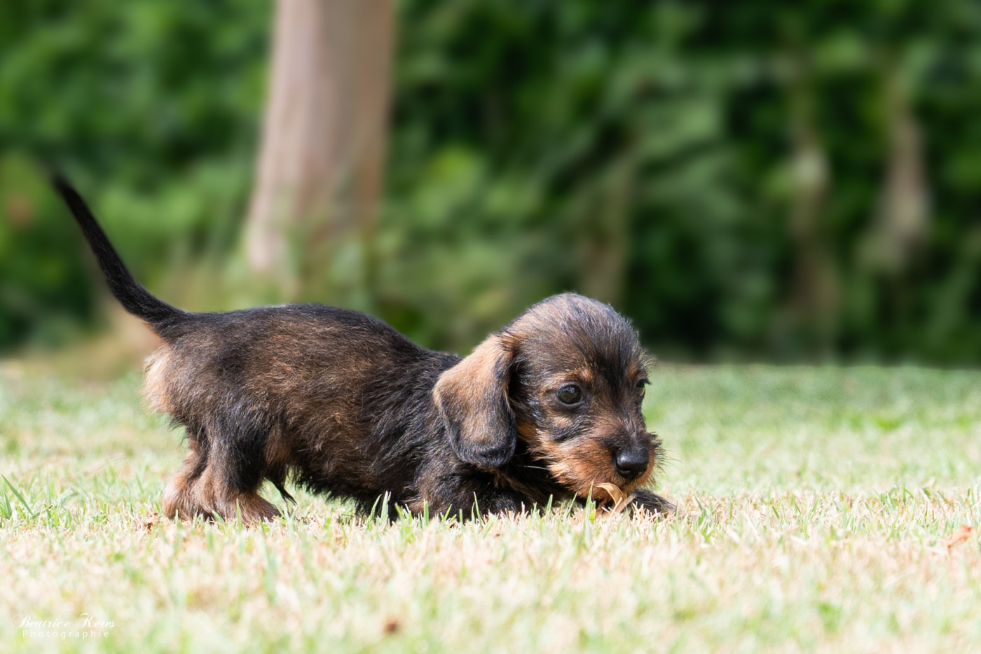 du mas de Canteperdrix - Chiots disponibles - Teckel poil dur