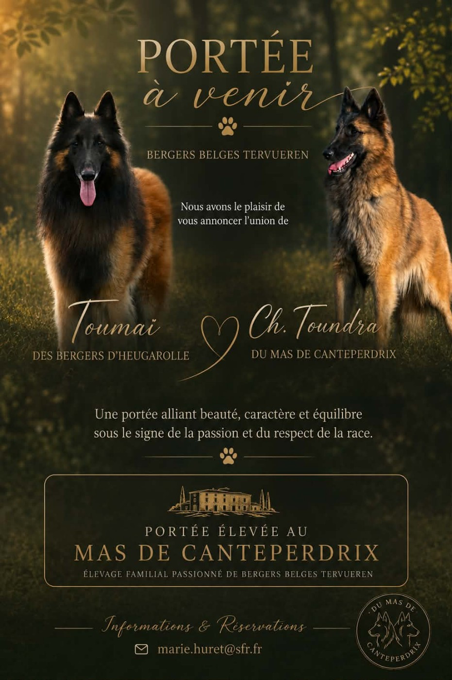 Chiot Berger Belge du mas de Canteperdrix