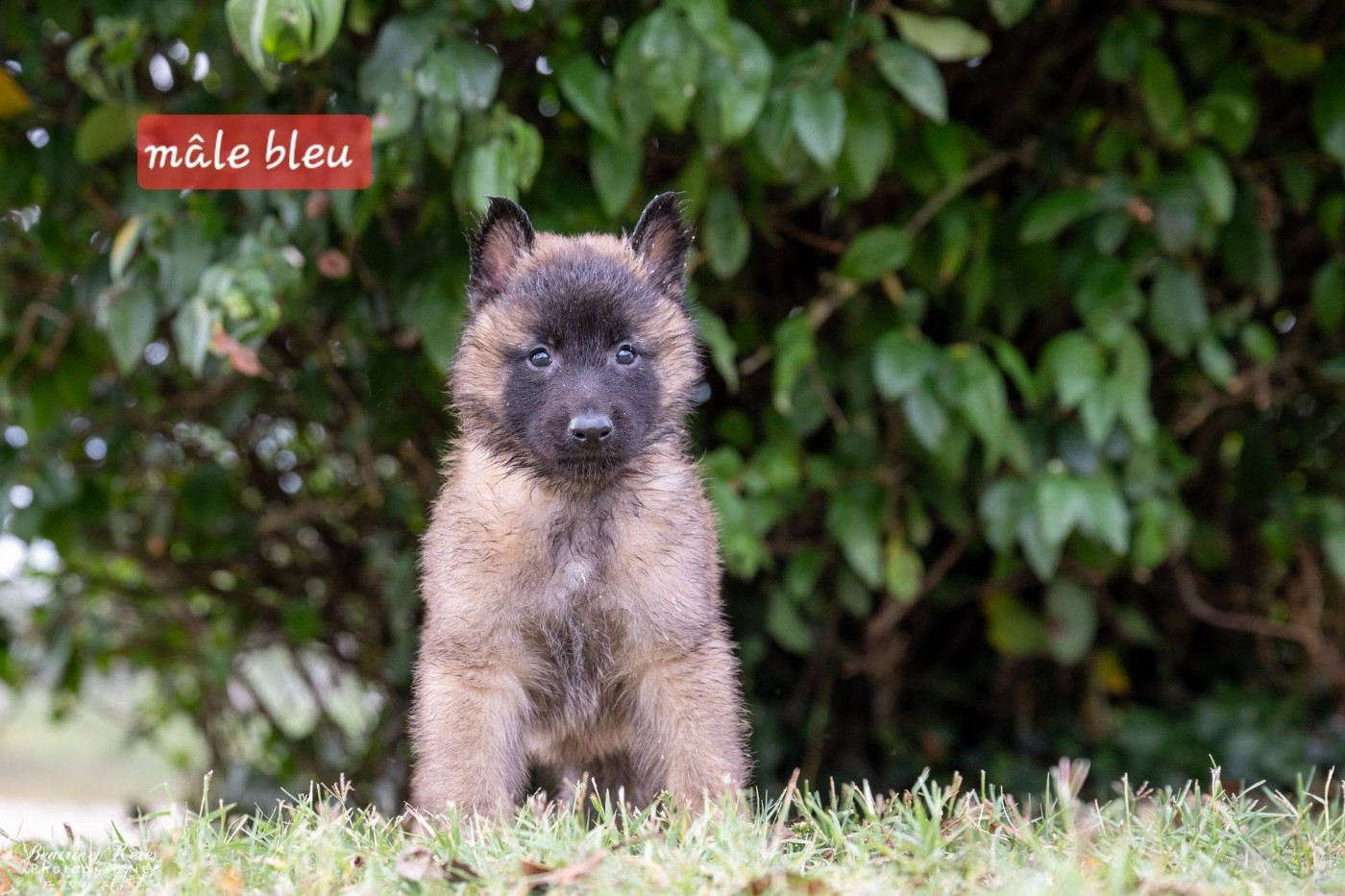 du mas de Canteperdrix - Chiots disponibles - Berger Belge
