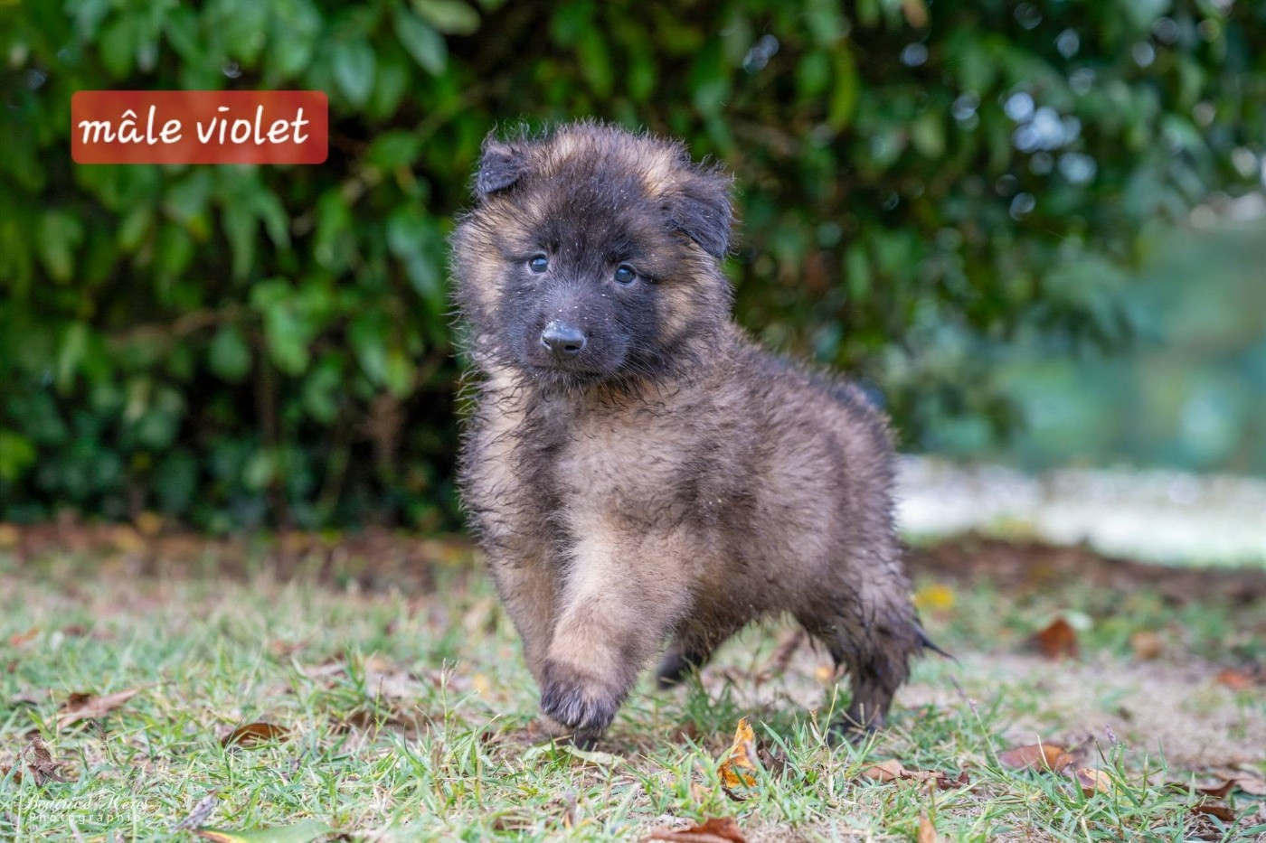 du mas de Canteperdrix - Chiots disponibles - Berger Belge