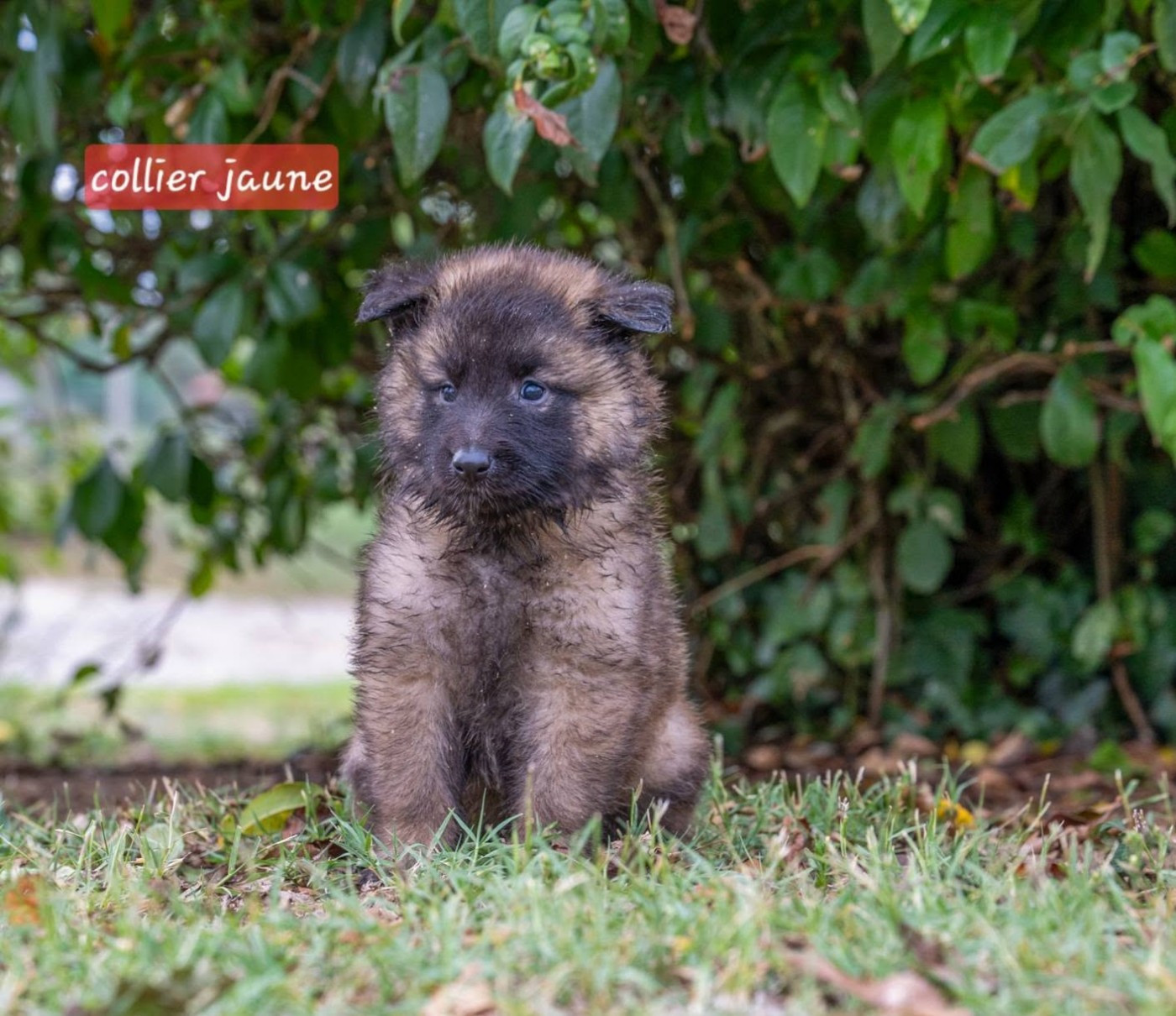 du mas de Canteperdrix - Chiots disponibles - Berger Belge