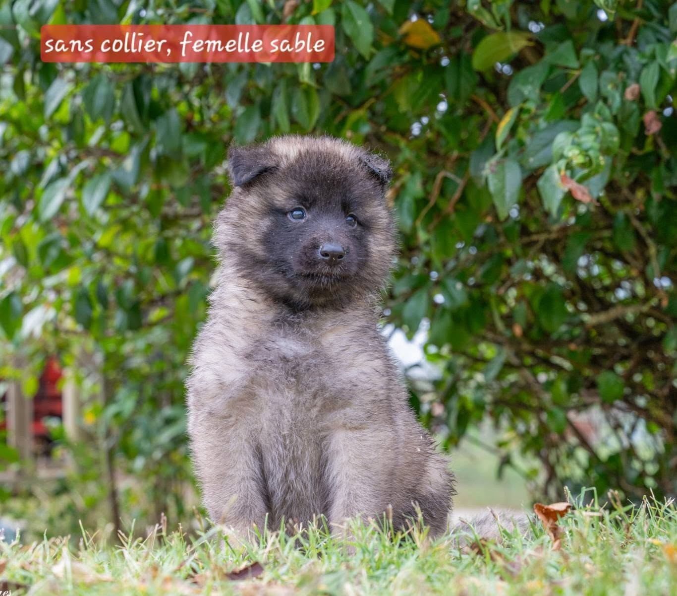 du mas de Canteperdrix - Chiots disponibles - Berger Belge