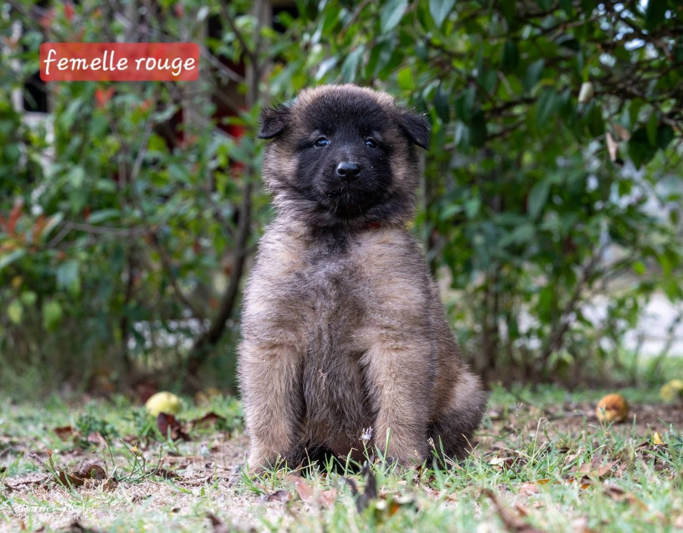 du mas de Canteperdrix - Chiots disponibles - Berger Belge