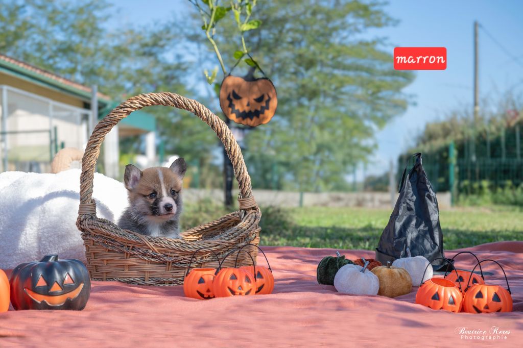 du mas de Canteperdrix - Chiots disponibles - Welsh Corgi Pembroke