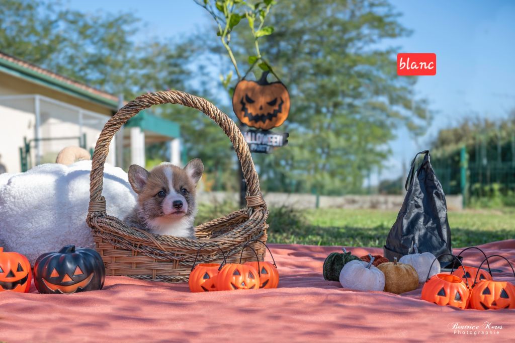 du mas de Canteperdrix - Chiots disponibles - Welsh Corgi Pembroke