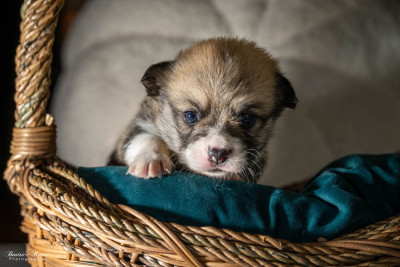 Chiot N°2