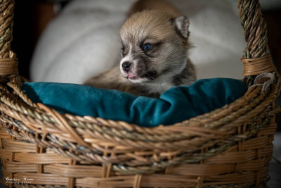 Chiot N°4