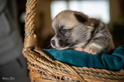 Chiot N°3