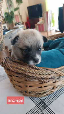 Chiot N°7
