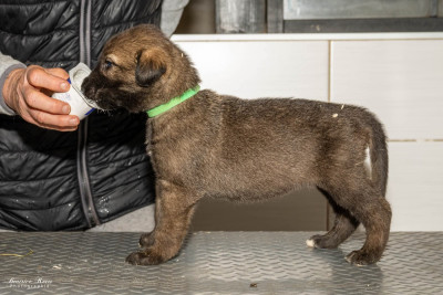 Chiot N°1