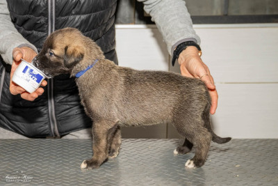 Chiot N°4