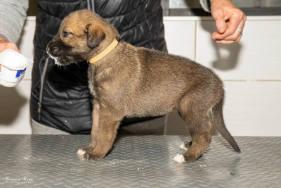 Chiot N°8