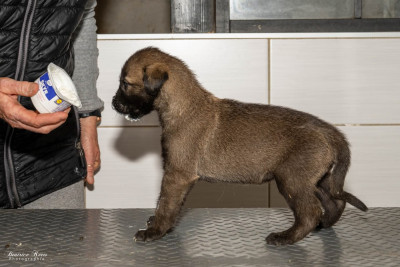 Chiot N°5