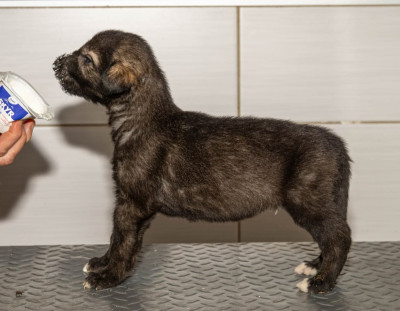 Chiot N°6