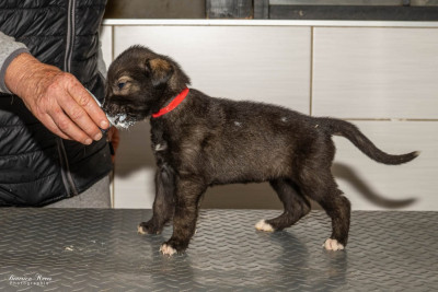 Chiot N°9