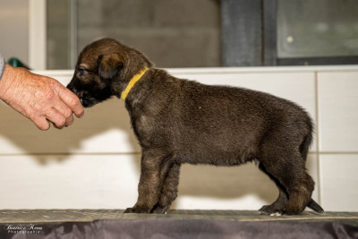 Chiot N°3