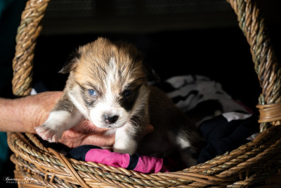 Chiot N°6