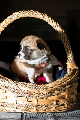 Chiot N°7