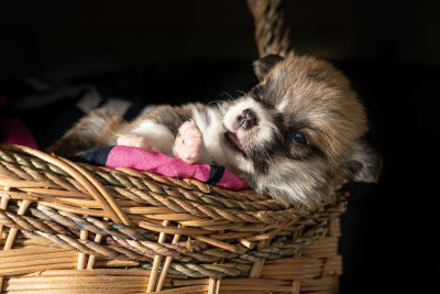 Chiot N°1