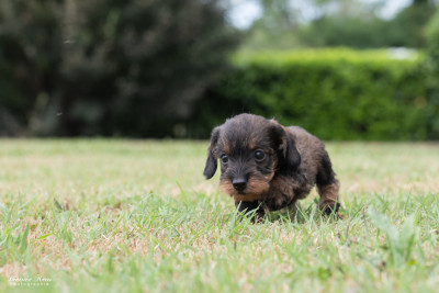 Chiot N°1