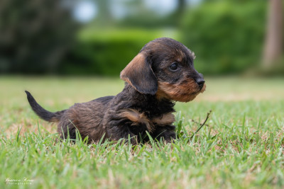 Chiot N°3