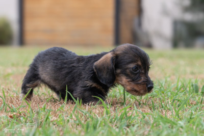 Chiot N°4