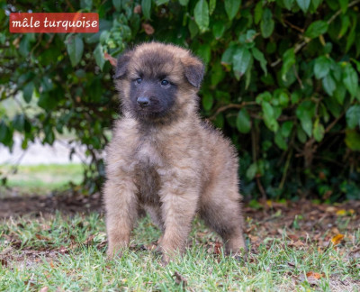 Chiot N°1