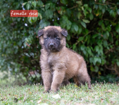 Chiot N°7
